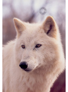 Study Of A White Wolf - Print