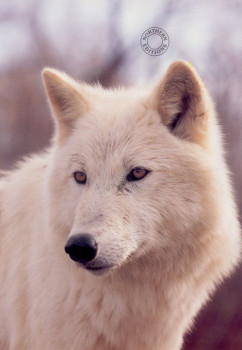 Study Of A White Wolf - Dark Wood Framed