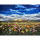 Sunrise Meadows - Limited Edition - Board Only