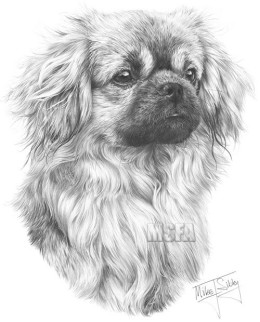 Tibetan Spaniel