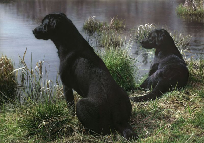 Watching And Waiting - Dark Wood Framed