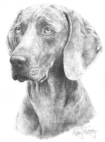 Weimaraner