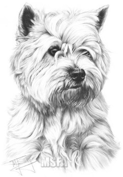 West Highland White Terrier - Print only
