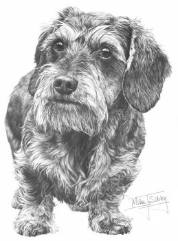 Wire Haired Dachshund - Print only