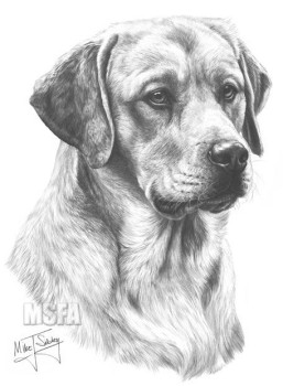 Yellow Labrador - Print only