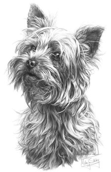 Yorkshire Terrier - Print only