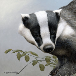Badger - British Wildlife Series - Board With Slip