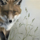 Fox - British Wildlife Series - Board With Slip