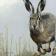 Hare - British Wildlife Series - Board With Slip