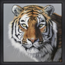 Amur Tiger - Black Framed - Framed Box Canvas