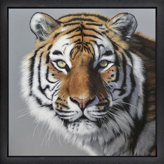 Amur Tiger - Black Framed