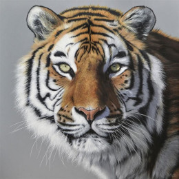 Amur Tiger - Box Canvas
