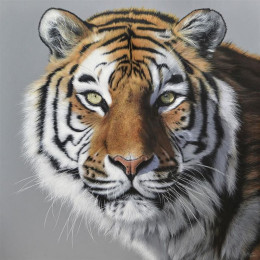 Amur Tiger - Limited Edition - Box Canvas