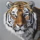 Amur Tiger - Limited Edition - Box Canvas