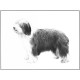 Bearded Collie (Limited Edition) - Print