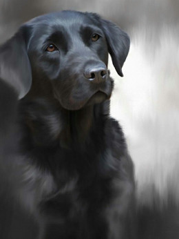 Black Labrador (40th Anniversary Image) - Print only