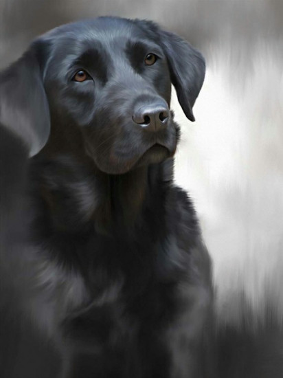 Black Labrador (40th Anniversary Image)