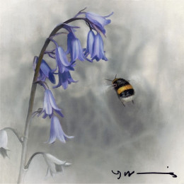 Bluebell - Buff Tail Bee - Original - Framed