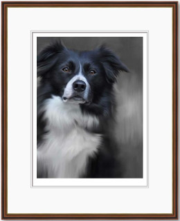 Border Collie (40th Anniversary Image) - Dark Wood Framed