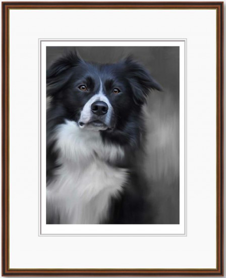 Border Collie (40th Anniversary Image)