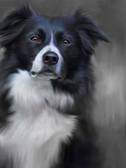Border Collie (40th Anniversary Image) - Print only