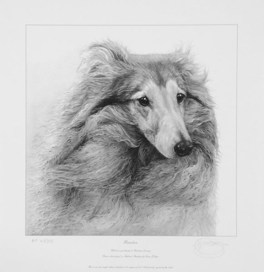 Bracken - Shetland Sheepdog - Mounted