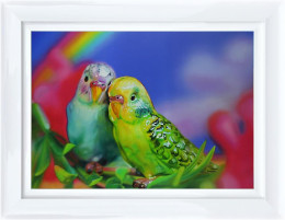 Budgie Love - Framed