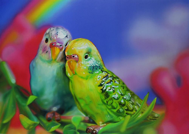 Budgie Love