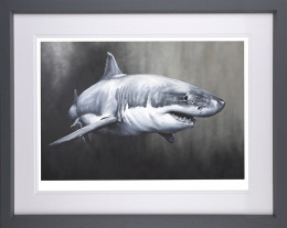 Carcharodon Charcharias - Grey Framed