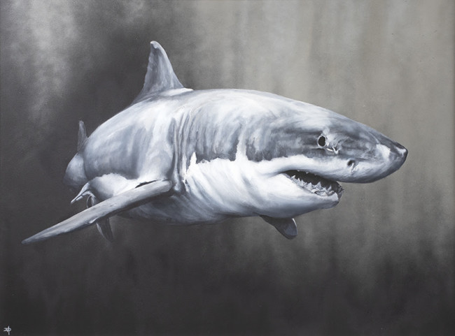 Carcharodon Charcharias Carcharodon Charcharias
