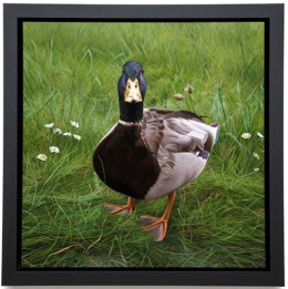 Charlie On Grass - Framed Box Canvas