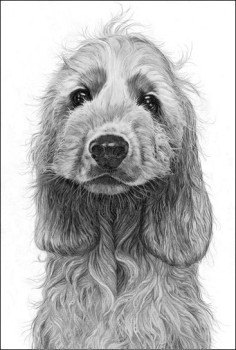 Cheeky Monkey - Cocker Spaniel - Print