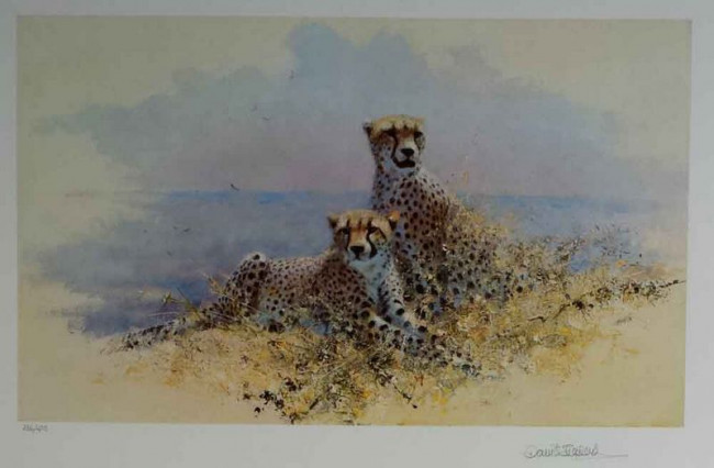 Cheetah