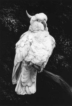 Cockatoo I - Print