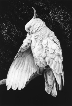 Cockatoo II - Print