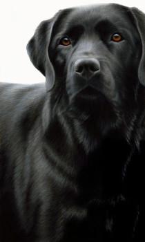 Contrasts - Black Labrador - Box Canvas