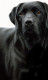 Contrasts - Black Labrador - Dark Wood Framed