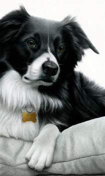 Contrasts - Border Collie - Framed