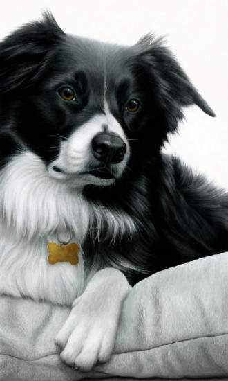 Contrasts - Border Collie