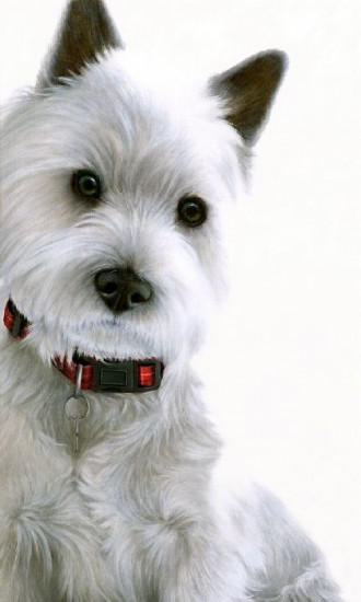 Contrasts - West Highland Terrier Contrasts - West Highland Terrier
