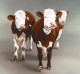 Cow Girls - Canvas - Box Canvas