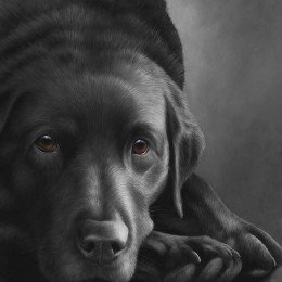 Dog Tired Series - Black Labrador - Box Canvas