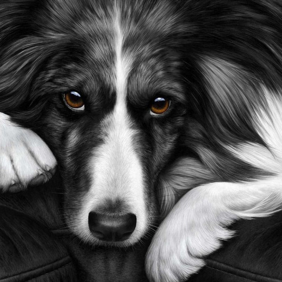 Dog Tired Series - Border Collie