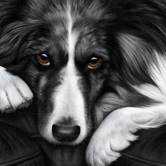 Dog Tired Series - Border Collie - Box Canvas