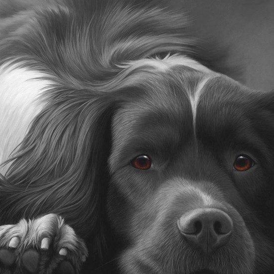 Dog Tired Series - English Springer Spaniel