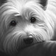 Dog Tired Series - West Highland Terrier - Print