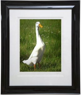 Dottie - Paper - Framed