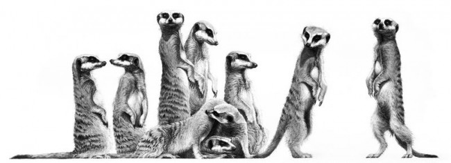 Family - Meerkats - Mounted Family - Meerkats - Mounted