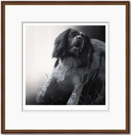 Field Sports - Springer Spaniel - Dark Wood Framed