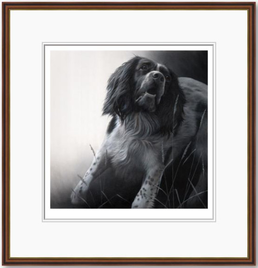 Field Sports - Springer Spaniel - Framed